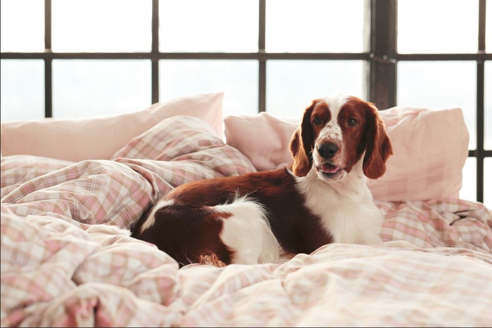 Why Are Pet Beds Important