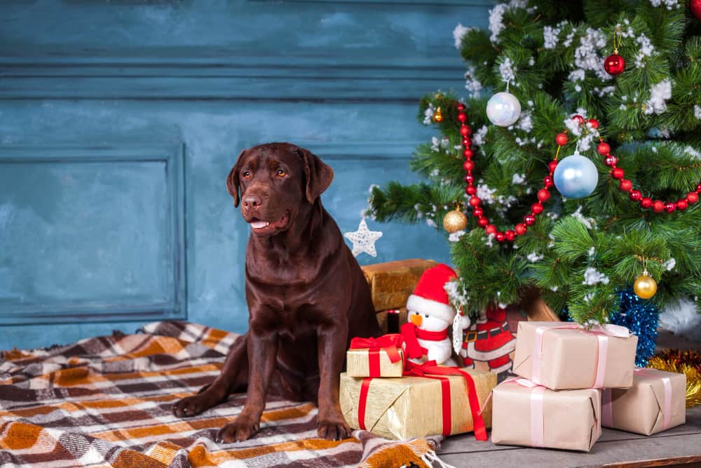 10 Best Christmas Gifts for Dogs