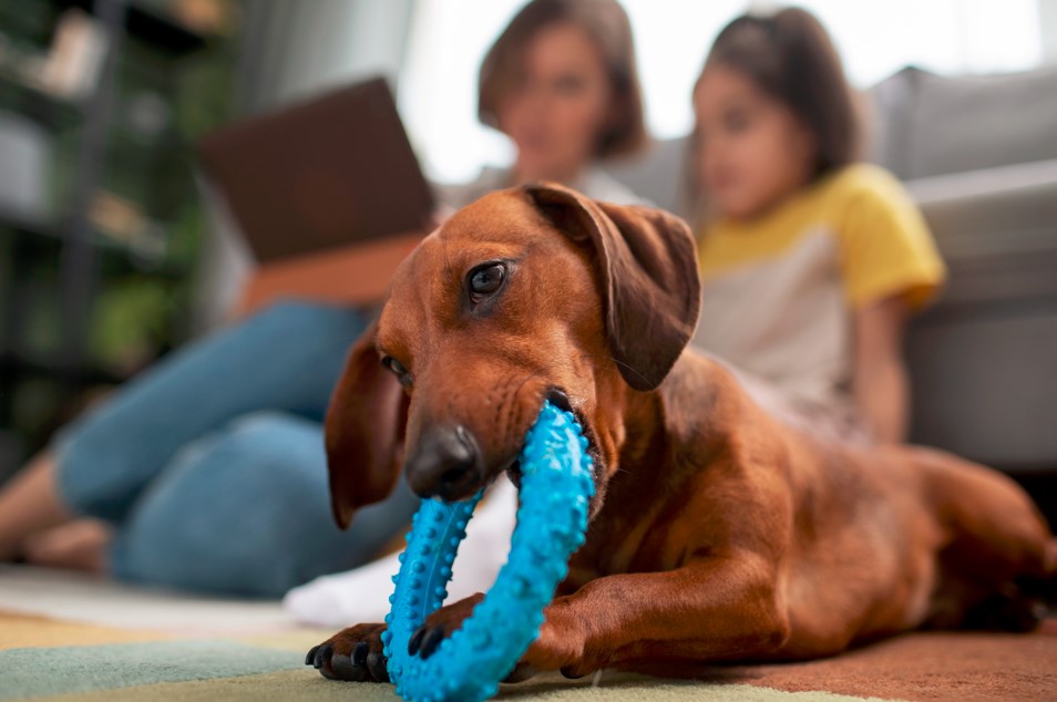 Best Dog Toys for Aggressive Chewers